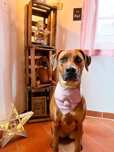 Rhodesian Ridgeback-Beitrag-Bild