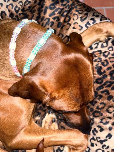 Rhodesian Ridgeback-Beitrag-Bild