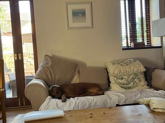 Rhodesian Ridgeback-Beitrag-Bild