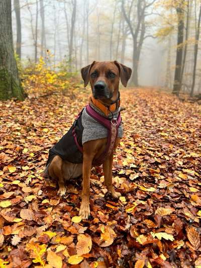 Rhodesian Ridgeback-Beitrag-Bild