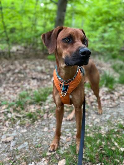 Rhodesian Ridgeback-Beitrag-Bild