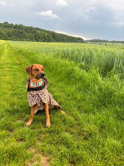 Rhodesian Ridgeback-Beitrag-Bild