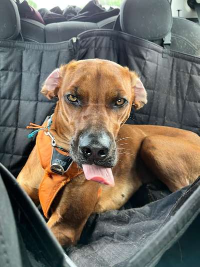 Rhodesian Ridgeback-Beitrag-Bild