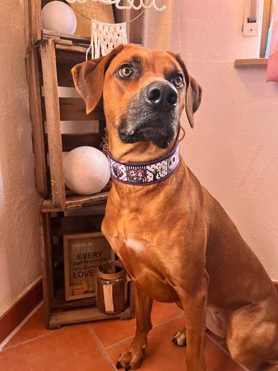 Rhodesian Ridgeback-Beitrag-Bild