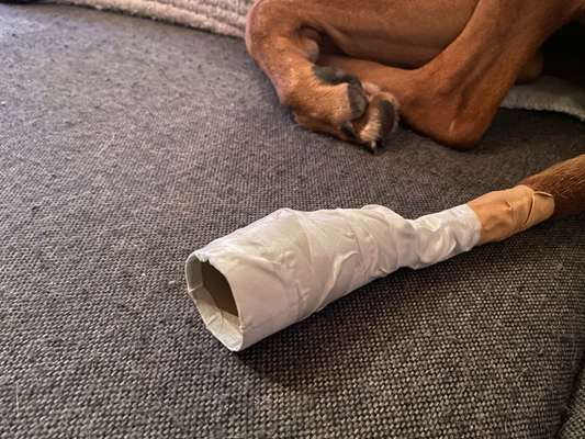 Rhodesian Ridgeback-Beitrag-Bild