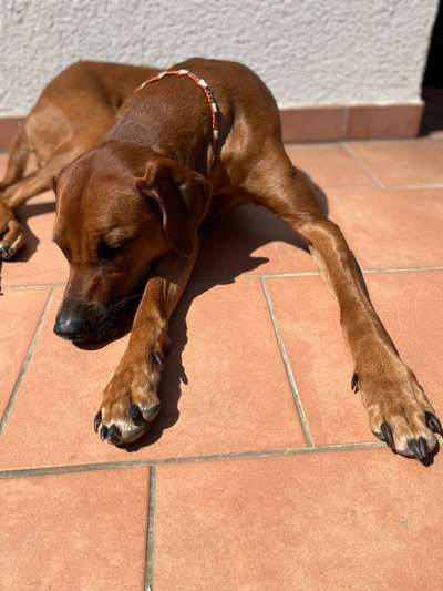 Rhodesian Ridgeback-Beitrag-Bild