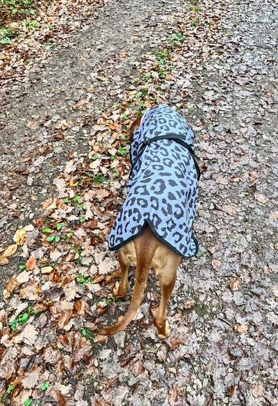 Rhodesian Ridgeback-Beitrag-Bild