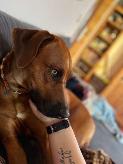 Rhodesian Ridgeback-Beitrag-Bild
