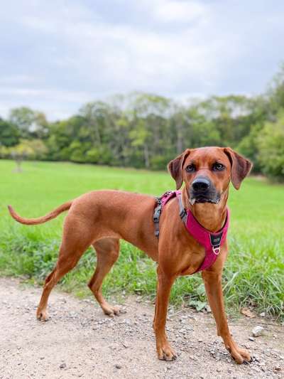Rhodesian Ridgeback-Beitrag-Bild