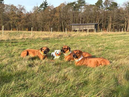 Rhodesian Ridgeback-Beitrag-Bild