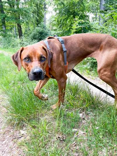 Rhodesian Ridgeback-Beitrag-Bild