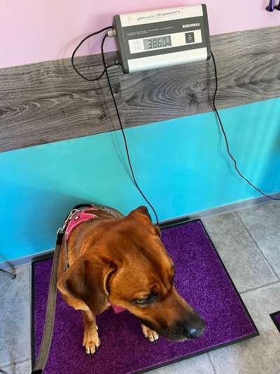 Rhodesian Ridgeback-Beitrag-Bild