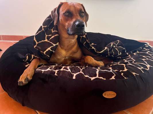 Rhodesian Ridgeback-Beitrag-Bild