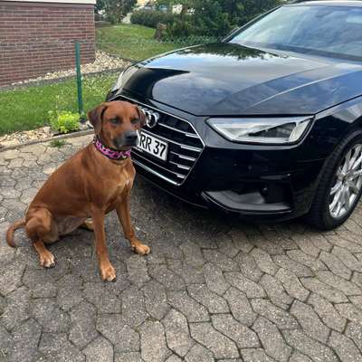 Rhodesian Ridgeback-Beitrag-Bild