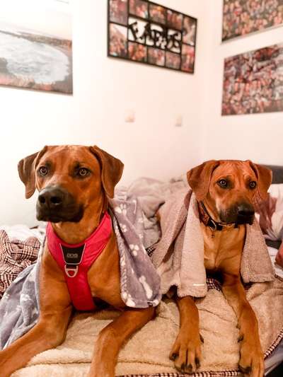 Rhodesian Ridgeback-Beitrag-Bild