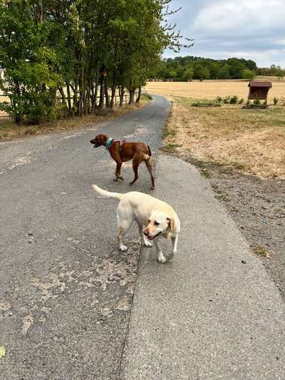 Rhodesian Ridgeback-Beitrag-Bild