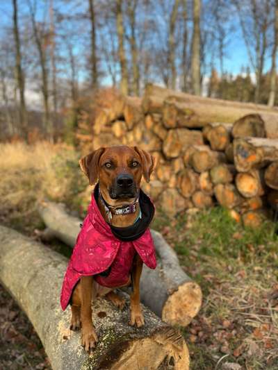 Rhodesian Ridgeback-Beitrag-Bild