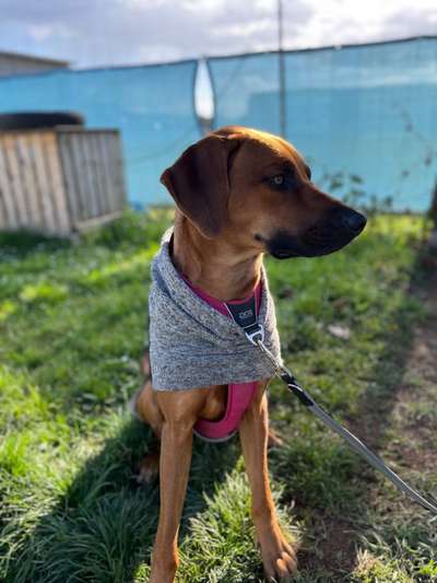 Rhodesian Ridgeback-Beitrag-Bild