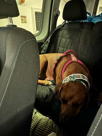 Rhodesian Ridgeback-Beitrag-Bild