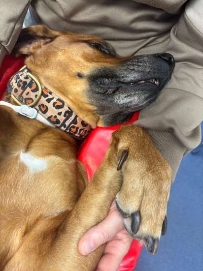 Rhodesian Ridgeback-Beitrag-Bild