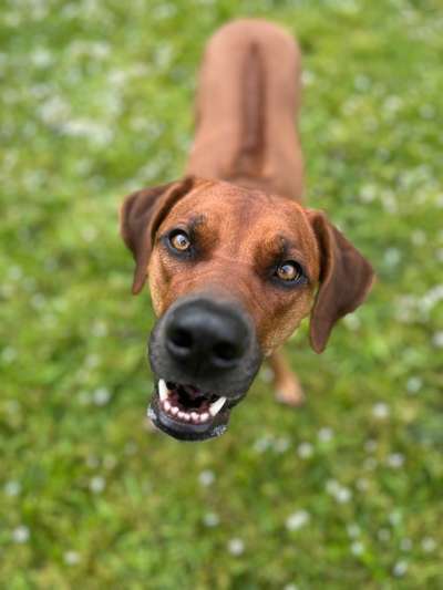 Rhodesian Ridgeback-Beitrag-Bild