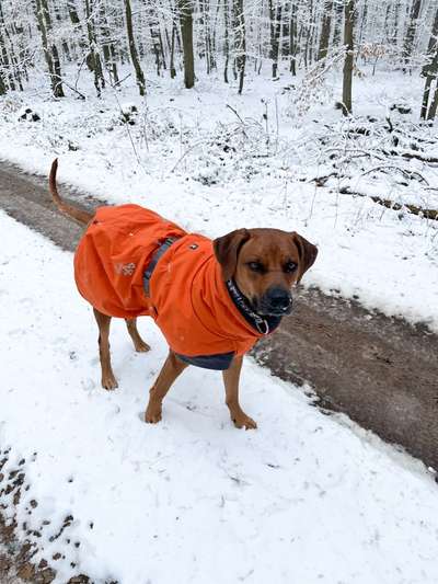 Rhodesian Ridgeback-Beitrag-Bild
