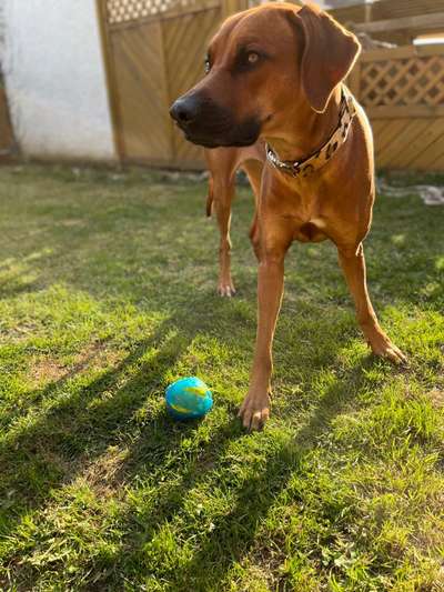Rhodesian Ridgeback-Beitrag-Bild