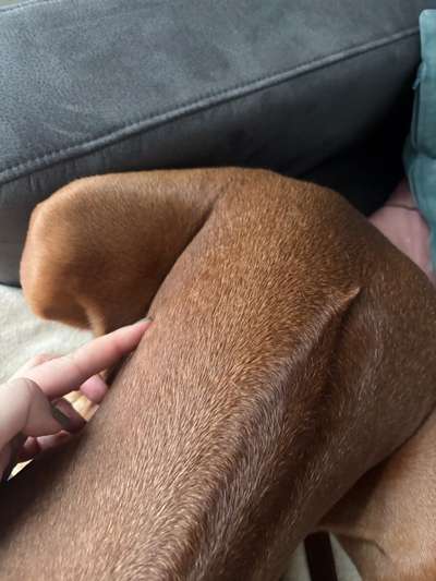 Rhodesian Ridgeback-Beitrag-Bild