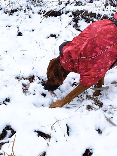 Rhodesian Ridgeback-Beitrag-Bild