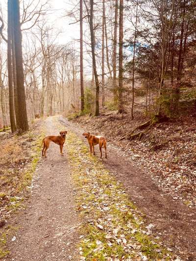 Rhodesian Ridgeback-Beitrag-Bild