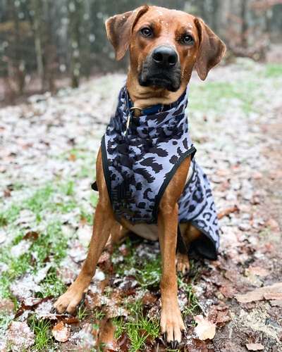 Rhodesian Ridgeback-Beitrag-Bild