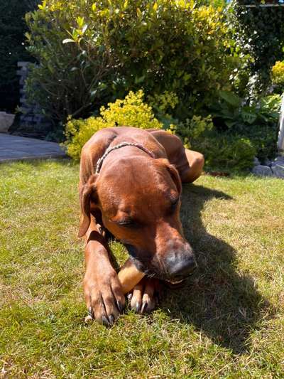 Rhodesian Ridgeback-Beitrag-Bild