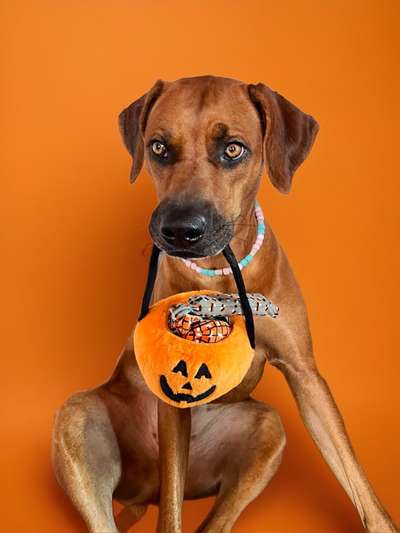 Rhodesian Ridgeback-Beitrag-Bild