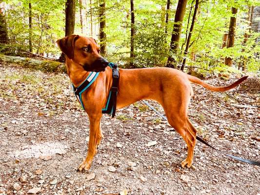 Rhodesian Ridgeback-Beitrag-Bild