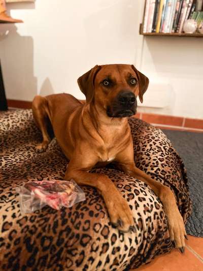 Rhodesian Ridgeback-Beitrag-Bild