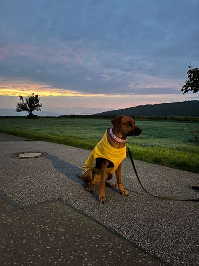 Rhodesian Ridgeback-Beitrag-Bild
