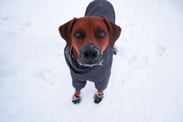 Rhodesian Ridgeback-Beitrag-Bild