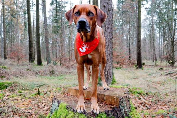 Rhodesian Ridgeback-Beitrag-Bild