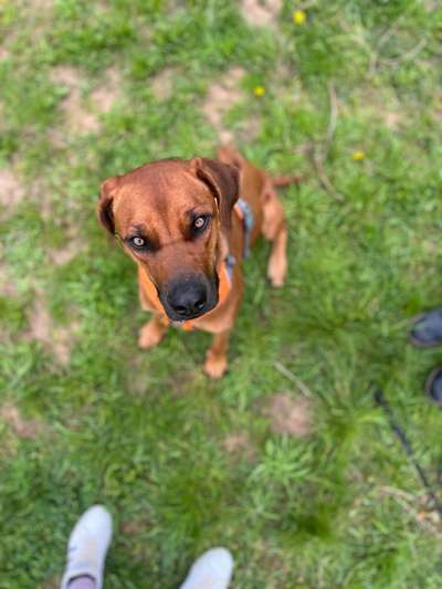 Rhodesian Ridgeback-Beitrag-Bild