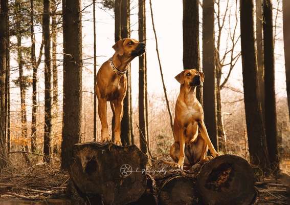 Rhodesian Ridgeback-Beitrag-Bild