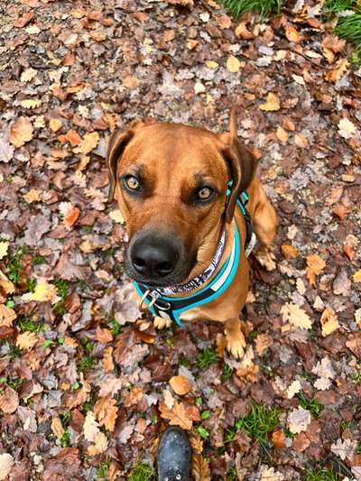 Rhodesian Ridgeback-Beitrag-Bild