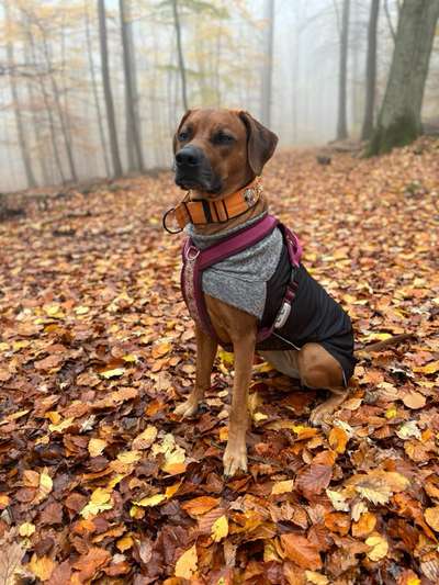 Rhodesian Ridgeback-Beitrag-Bild