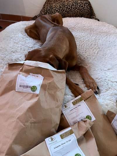 Rhodesian Ridgeback-Beitrag-Bild