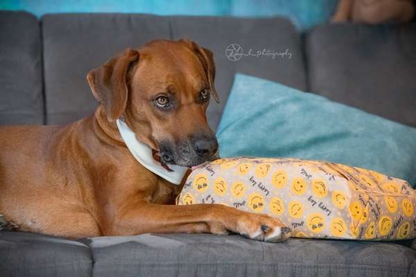 Rhodesian Ridgeback-Beitrag-Bild