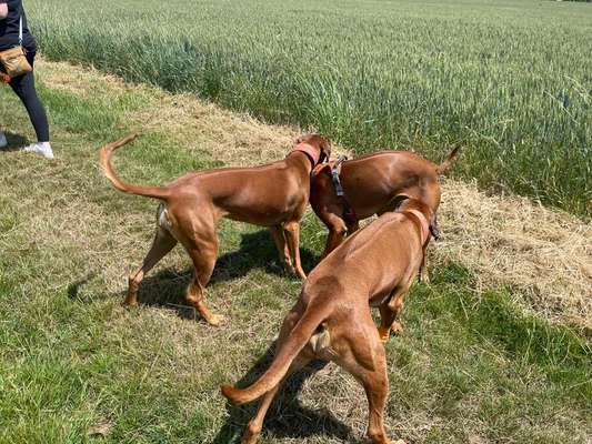 Rhodesian Ridgeback-Beitrag-Bild