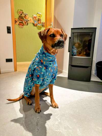 Rhodesian Ridgeback-Beitrag-Bild
