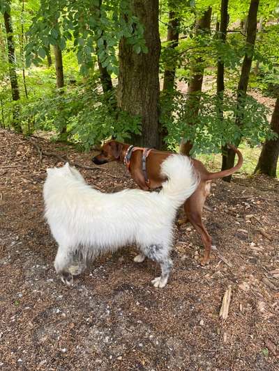 Rhodesian Ridgeback-Beitrag-Bild