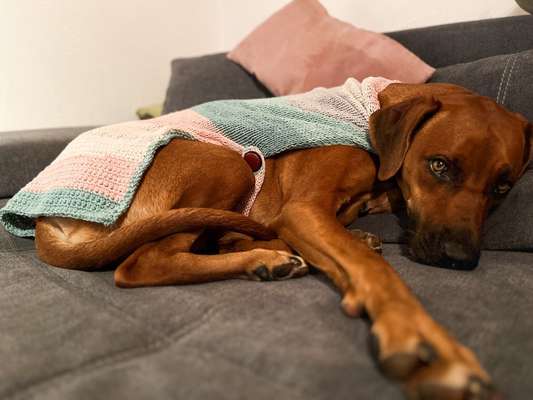 Rhodesian Ridgeback-Beitrag-Bild