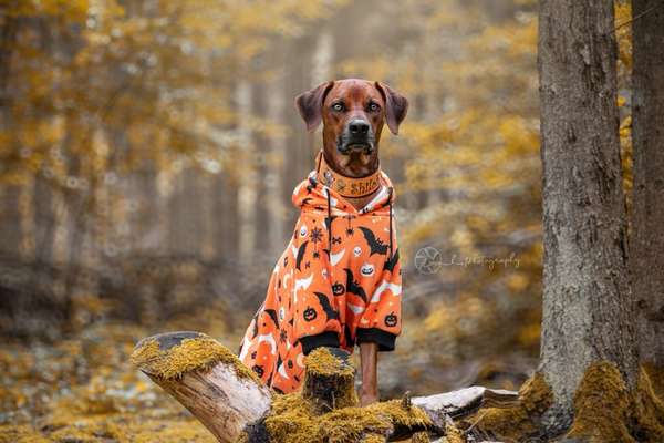 Rhodesian Ridgeback-Beitrag-Bild