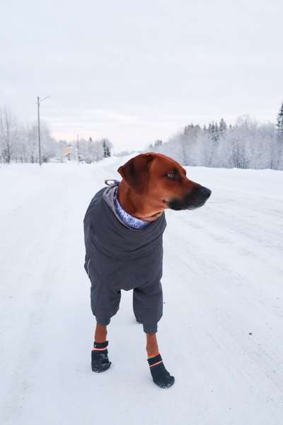 Rhodesian Ridgeback-Beitrag-Bild